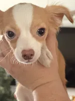 Puppy 3, a female Chihuahua for sale in Starke, FL – 1 of 7