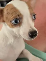 Puppy 4, a male Chihuahua for sale in Starke, FL – 3 of 9