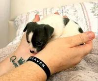 Puppy 10, a female Chihuahua for sale in Jacksonville, FL – 5 of 9