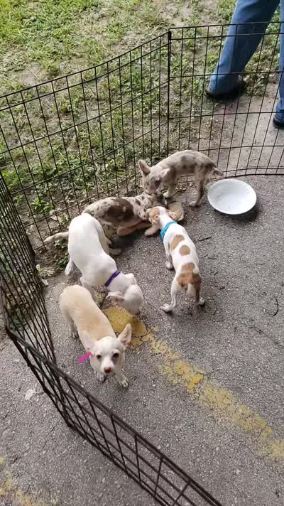 Puppy 1, a male Chihuahua for sale in Starke, FL – 7 of 7