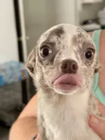 Puppy 1, a male Chihuahua for sale in Starke, FL – 3 of 7