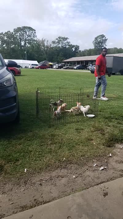 Puppy 4, a male Chihuahua for sale in Starke, FL – 7 of 9