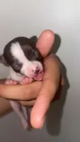 Puppy 10, a female Chihuahua for sale in Starke, FL – 2 of 3