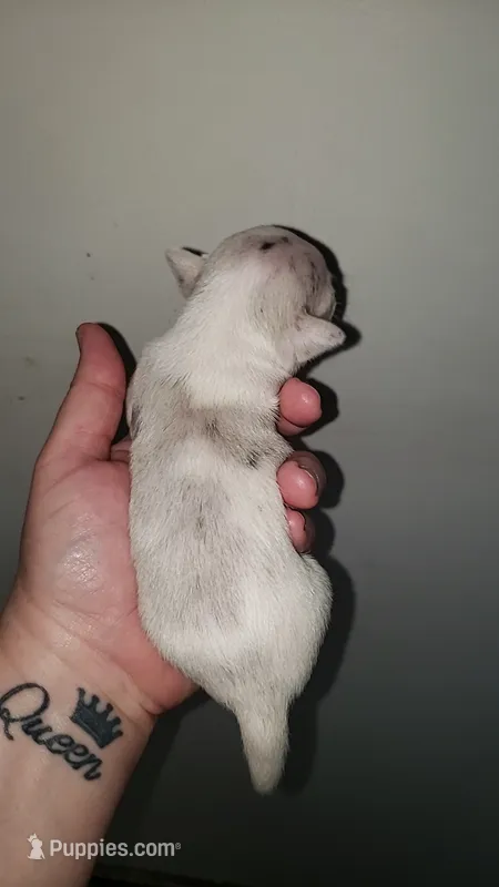 Puppy 8 – Chihuahua puppy for sale in Starke, FL