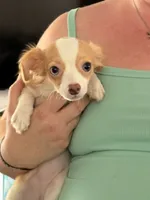 Puppy 3, a female Chihuahua for sale in Starke, FL – 2 of 7