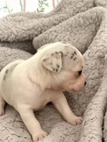 Puppy 8, a male Chihuahua for sale in Jacksonville, FL – 5 of 10