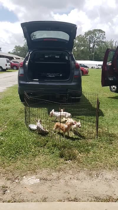 Puppy 6, a female Chihuahua for sale in Starke, FL – 8 of 8
