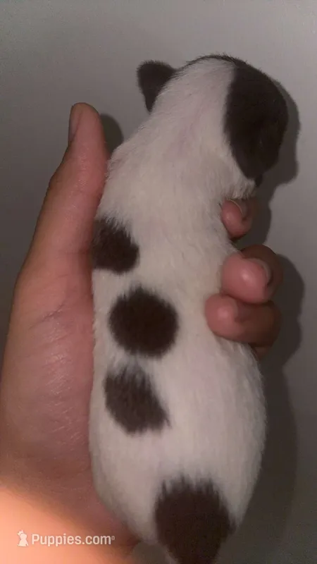 Puppy 10 – Chihuahua puppy for sale in Starke, FL