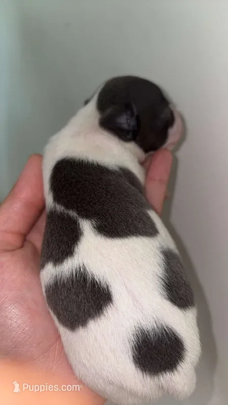 Puppy 9 – Chihuahua puppy for sale in Starke, FL
