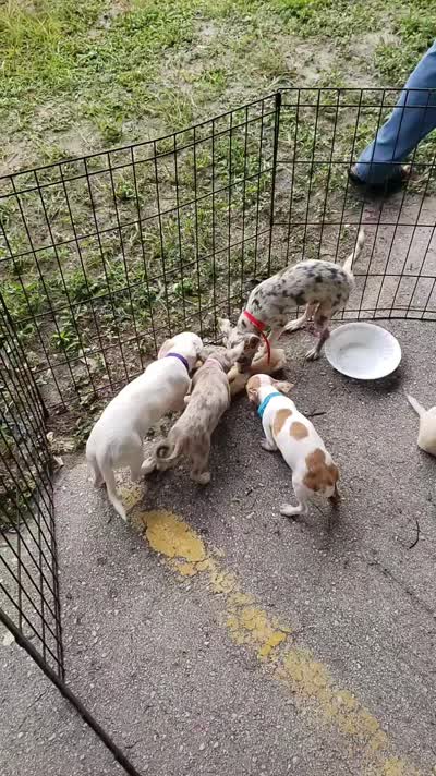 Puppy 6, a female Chihuahua for sale in Starke, FL – 6 of 8