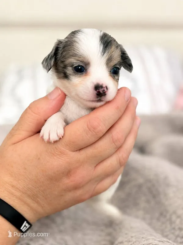 Puppy 7 – Chihuahua puppy on hold in Jacksonville, FL
