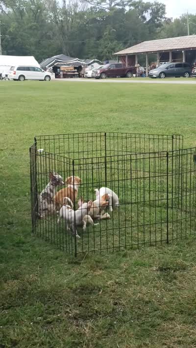 Puppy 4, a male Chihuahua for sale in Starke, FL – 9 of 9