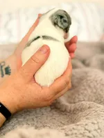 Puppy 7, a female Chihuahua for sale in Jacksonville, FL – 4 of 10