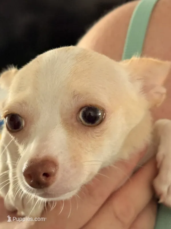 Puppy 2 – Chihuahua puppy for sale in Starke, FL