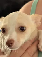 Puppy 2, a female Chihuahua for sale in Starke, FL – 1 of 7