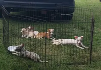 Puppy 4, a male Chihuahua for sale in Starke, FL – 5 of 9