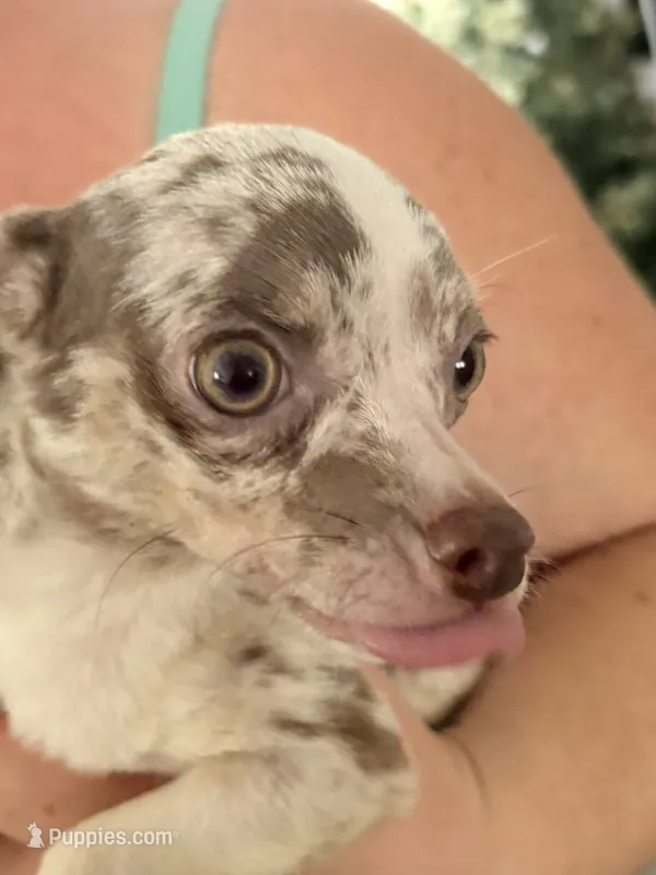 Puppy 1 – Chihuahua puppy for sale in Starke, FL