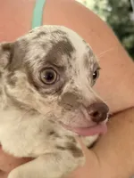 Puppy 1, a male Chihuahua for sale in Starke, FL – 1 of 7