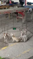 Puppy 6, a female Chihuahua for sale in Starke, FL – 5 of 8