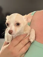 Puppy 2, a female Chihuahua for sale in Starke, FL – 2 of 7