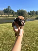 AKC Boxer - Female 1, a female Boxer for sale in Pisgah, AL – 2 of 6