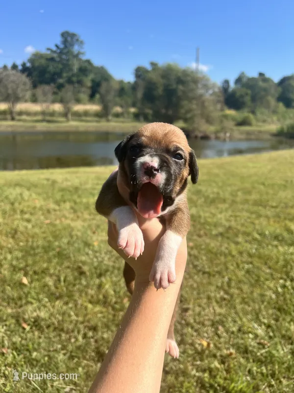 AKC Boxer - Female 1 – Boxer puppy for sale in Pisgah, AL
