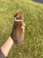 AKC Boxer - Male 5, a male Boxer for sale in Pisgah, AL – 4 of 9