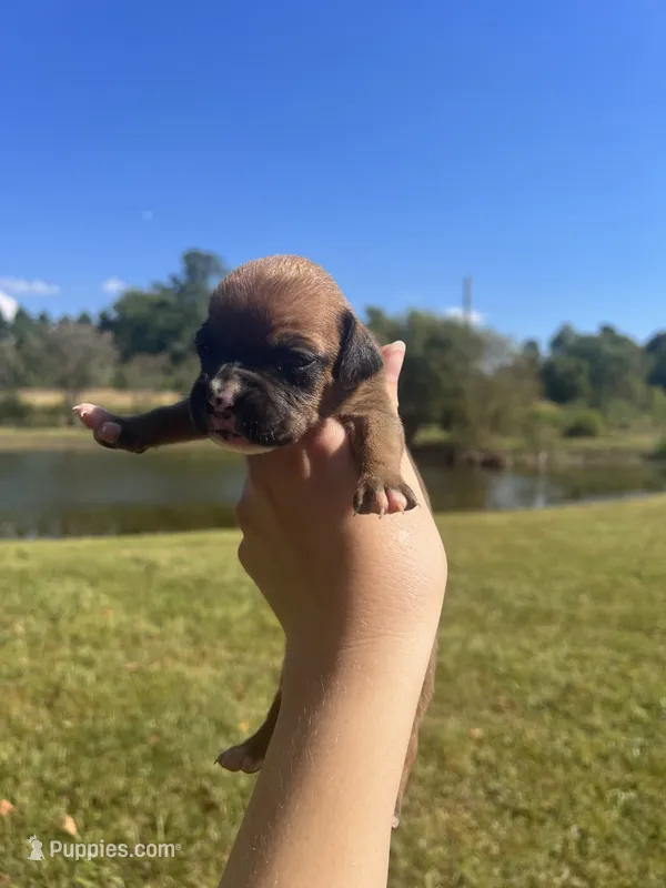 AKC Boxer - Female 3 – Boxer puppy for sale in Pisgah, AL