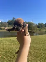 AKC Boxer - Female 3, a female Boxer for sale in Pisgah, AL – 1 of 6