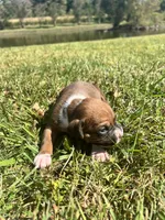AKC Boxer - Male 5, a male Boxer for sale in Pisgah, AL – 6 of 9