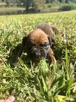 AKC Boxer - Male 4, a male Boxer for sale in Pisgah, AL – 4 of 8