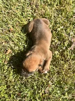 AKC Boxer - Male 2, a male Boxer for sale in Pisgah, AL – 2 of 6