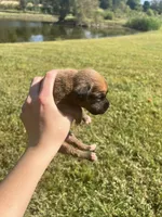 AKC Boxer - Female 4, a female Boxer for sale in Pisgah, AL – 3 of 6