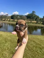 AKC Boxer - Male 5, a male Boxer for sale in Pisgah, AL – 2 of 9