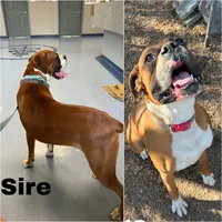 AKC Boxer - Female 3, a female Boxer for sale in Pisgah, AL – 5 of 6