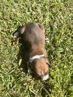 AKC Boxer - Male 3, a male Boxer for sale in Pisgah, AL – 5 of 7