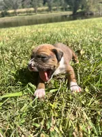 AKC Boxer - Male 5, a male Boxer for sale in Pisgah, AL – 3 of 9