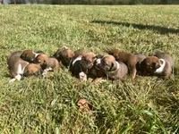 AKC Boxer - Female 3, a female Boxer for sale in Pisgah, AL – 4 of 6