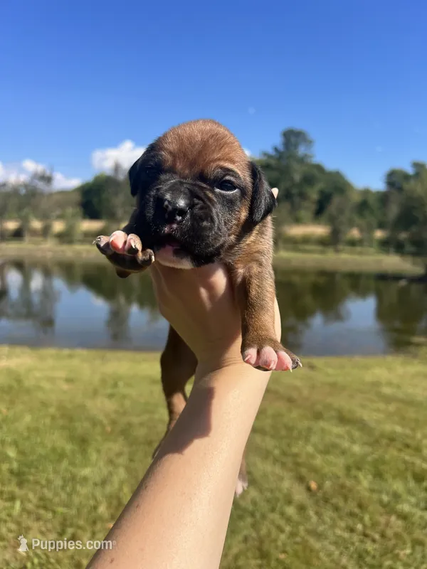 AKC Boxer - Male 4 – Boxer puppy for sale in Pisgah, AL