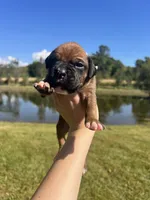 AKC Boxer - Male 4, a male Boxer for sale in Pisgah, AL – 1 of 8