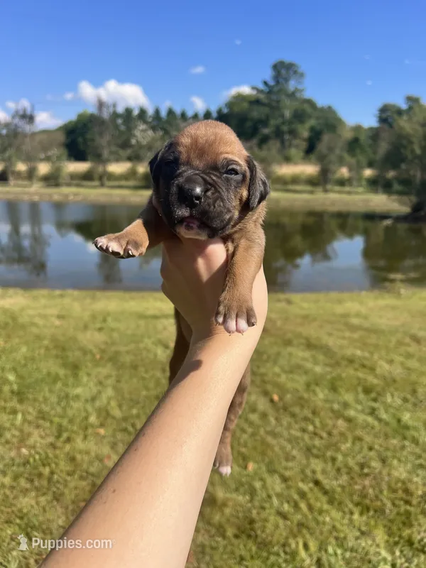 AKC Boxer - Male 2 – Boxer puppy for sale in Pisgah, AL