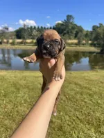 AKC Boxer - Male 2, a male Boxer for sale in Pisgah, AL – 1 of 6