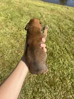 AKC Boxer - Male 4, a male Boxer for sale in Pisgah, AL – 3 of 8