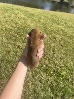 AKC Boxer - Female 3, a female Boxer for sale in Pisgah, AL – 3 of 6