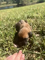 AKC Boxer - Female 3, a female Boxer for sale in Pisgah, AL – 2 of 6