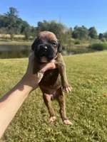 AKC Boxer - Female 4, a female Boxer for sale in Pisgah, AL – 1 of 6