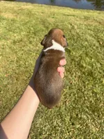 AKC Boxer - Male 3, a male Boxer for sale in Pisgah, AL – 2 of 7