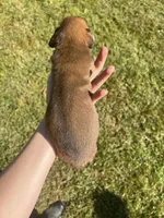 AKC Boxer - Male 2, a male Boxer for sale in Pisgah, AL – 3 of 6