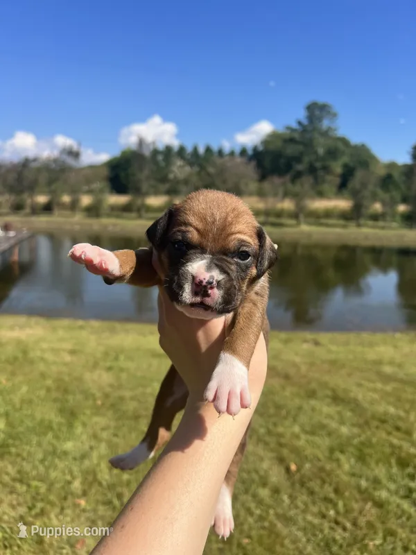 AKC Boxer - Male 5 – Boxer puppy for sale in Pisgah, AL
