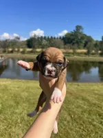 AKC Boxer - Male 5, a male Boxer for sale in Pisgah, AL – 1 of 9